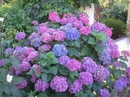 Native Plants The Hydrangea And Its Many Health Benefits Hydrangea Flower Pictures Ornamental Plants Hydrangea Flower