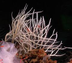 Image result for Subularia monticola