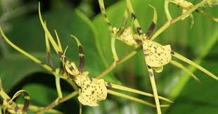 Image result for Polystachya maculata