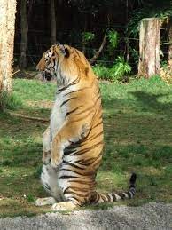 Tiger Standing Up Straight Tiger Pictures Animals Big Cats Animals Beautiful