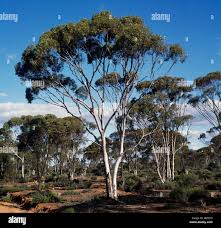 Image result for Eucalyptus sp.