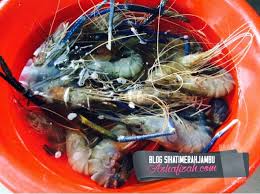 Ini ikut kami punya cara tau, kalau ada cara lain boleh share kat komen. Udang Galah Masak Lemak Cili Api Blog Sihatimerahjambu