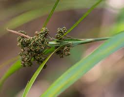 Image result for Hypolytrum