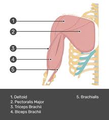 Arm muscle diagram (page 1). Biceps Brachii Attachments Action Innervation