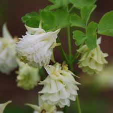 Maybe you would like to learn more about one of these? Aquilegia Clematiflora Seeds Columbine Granny S Bonnets Plant World Seeds