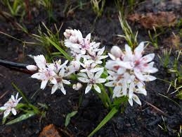 Image result for Camptorrhiza