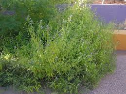 Image result for Dicliptera capitata