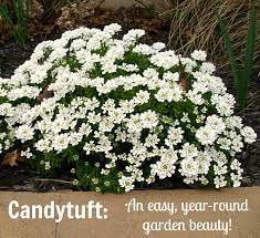 Candytuft Flower Sunlight Best Flower Wallpaper