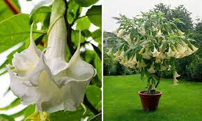 Or perhaps you want a little privacy, or 'block out' the neighbours, or just get some nice foliage into the garden for aesthetic purposes, the easy solution is to plant evergreen trees, but which ones are best for your garden. Brugmansia Datura Angel S Trumpet Garden Plants Online
