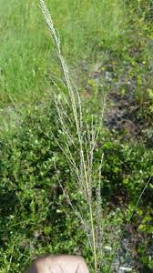 Image result for Sporobolus pyramidalis