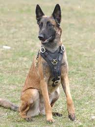 belgian malinois dog belgium guard collie working dog belgian malinois belgian malinois dog top 10 dog breeds
