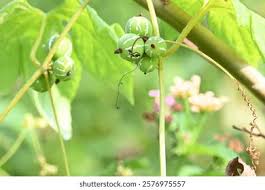 Image result for Zehneria