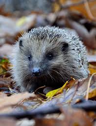 Im Herbst Passiert Es Viel Zu Oft Dass Ein Igel Geschwacht Im Garten Aufgefunden Wird Wir Haben 5 Ideen Fur Euren Garten Mit Igel Im Garten Igel Igel Bilder