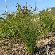 Image result for Ficinia