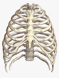 Thousands clipartsfree users have previously viewed this rib cage image, from photographs free collection on clipartsfree. Rib Cage Png Best Way To A Woman S Heart Is Between Transparent Png Transparent Png Image Pngitem