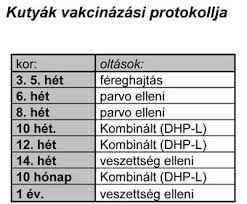Működésük lényege, hogy legyengített vagy elölt kórokozókat tartalmazó vaccinát adunk be, erre reagálva a szervezet saját immunválasza hozza létre a védő hatást. Nyiregyhazi Oktato Allatkorhaz Vedooltasok