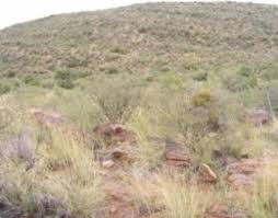 Image result for Tragus koelerioides