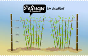 Framboisier Planter Entretenir Tailler Soigner Recolter Jaime Jardiner