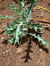 Image result for Argemone mexicana