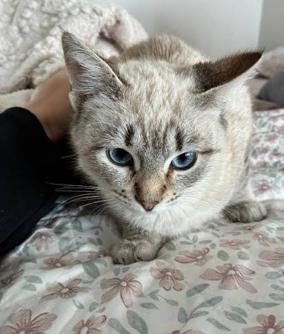 MÍA, GATITA SIAMESA EN ADOPCIÓN Mía, gatita siamesa super mansa y cariñosa,  muy tranquila. Tiene 4 añitos. Busca un hogar ???? donde la quieran mucho ????  ¿Te animas a ser su familia?