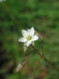Image result for Spergula arvensis