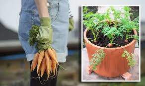 People might tell you to avoid all but the shallowest of root vegetables if you're growing food in pots. How To Grow Carrots In Containers 3 Easy Tips Express Co Uk