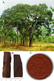Image result for Pterocarpus
