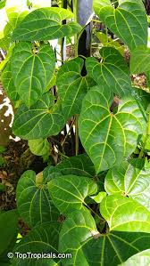 Image result for Aristolochia