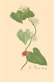 Image result for Lepistemon owariensis