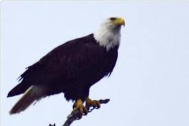 Two different types live in texas: Passport To Texas Blog Archive Where To See Bald Eagles