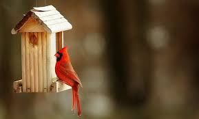 Popsicle stick swing bird feeder. 4 Birdhouse Designs For Your Next Project Craft Schmaft
