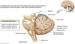 The interstitial nucleus of cajal is a prominent group of cells within the medial longitudinal fasciculus of the brainstem that is responsible for maintaining oculomotor control, head. Cerebellum Google Search