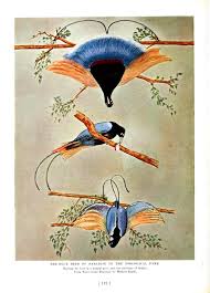 Animal Bird Of Paradise Drawing Blue Bird Of Paradise Display Birds Birds Of Paradise Printable Animals