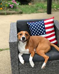 Home At Last Dog Rescue Pa On Instagram It S Friday And That Means Furever Family Friday Another Happy Story This Week Wi Rescue Dogs Happy Stories Dogs