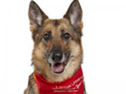German shepherd puppies stamford ct. Deja Chest Wall Reconstructed Cornell University Veterinary Specialists Stamford Ct