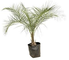 Image result for Syagrus