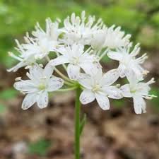 Image result for Liliaceae