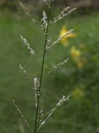 Image result for Sporobolus coromandelianus