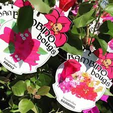 This dwarf breed of bougainvillea's are extremely hardy in hot conditions either in a pot or planted in a sunny spot. Bambino Bougs Bougainvilleas Straight From The Delivery Truck Zeffa Jezebel Beesnees Bambino Firefly Maudi Get In Quick Before They Sell Out Bougainvillea Babybougs Bambinobougs Climbingplants Summerflowering Colourfulplants
