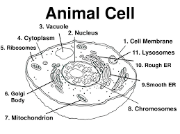 Platelets help in blood clotting to prevent blood loss after injury. Cells Structure And Function Ppt Video Online Download