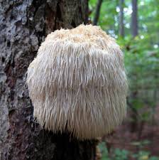 Lion's mane is extremely prized in chinese traditional medicine, and chinese monks have been known to use lion's mane to help focus their minds during long meditation sessions. Lion S Mane Mushroom Powder Pure Organic And High Quality