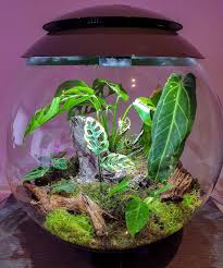 Thebiorbpeople On Instagram Watch Plant Expert Kaylee Ellen Letswetmyplants Set Up Her New Biorbair With A Very Plants Monstera Obliqua Tropical Terrariums