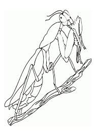 Como dibujar un grillo para niños. Dibujo Para Colorear Grillo Dibujos Para Imprimir Gratis Img 11010