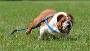 We did not find results for: 8 Tips On Training Dogs Not To Run Away For Walking Off Leash Dog Leash Dog Training Train A Dog