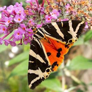 The strikingly colorful Jersey Tiger Moth, yapay zekayla üretilmiş