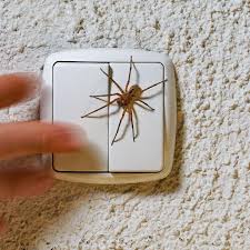 Image result for große winkelspinne biss haut reaktion