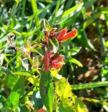 Image result for Dicliptera carvalhoi