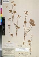 Image result for Oxalis anthelmintica