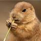 Wildlife Gardening: Food, Water & Shelter (Adults) - Registration Required