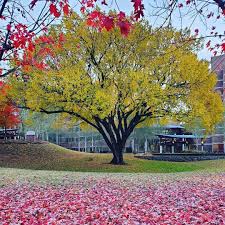 A japanese maple tree which is the reddish tree acts like a focal point of the landscaping. Amazing Trees Of Fayetteville Fayetteville Ar Official Website
